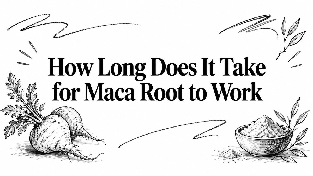 How Long Does It Take for Maca Root to Work