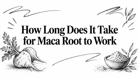 How Long Does It Take for Maca Root to Work