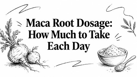 Maca Root Dosage: How Much to Take Each Day